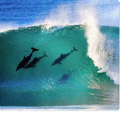 Surfing with Dolphins in Byron Bay